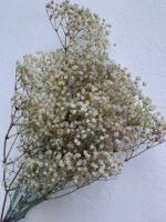 Гіпсофіла стабілізована - Інше