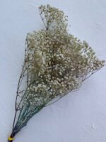 Гіпсофіла стабілізована - Інше