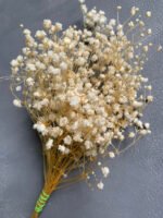 Гіпсофіла стабілізована вибілена, 15 грам - Гіпсофіла стабілізована