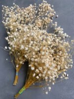 Гіпсофіла стабілізована вибілена, 15 грам - Гіпсофіла стабілізована