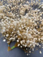 Гіпсофіла стабілізована вибілена, 15 грам - Гіпсофіла стабілізована