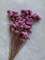 Озотамнус стабілізований фіолетовий - Озотамус