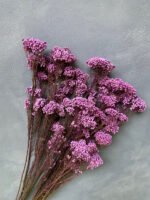 Озотамнус стабілізований фіолетовий - Озотамус