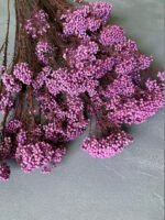 Озотамнус стабілізований фіолетовий - Озотамус