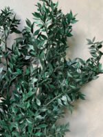Рускус стабілізований зелений ( упаковка 90 гр ) - Рускус стабілізований