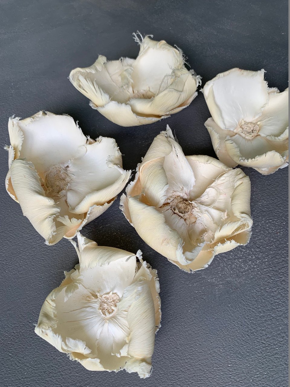 4681862979_cuhotsvet-palm-cap.jpg Сухоцвіт Palm Cup вибілений (3 шт) - Інше