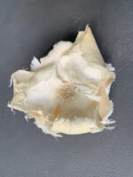 Сухоцвіт Palm Cup вибілений (3 шт) - Інше