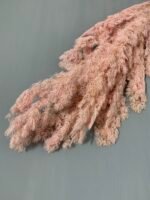 Аспарагус стабілізований світло рожевий ( 80 гр ) - Аспарагус стабілізований