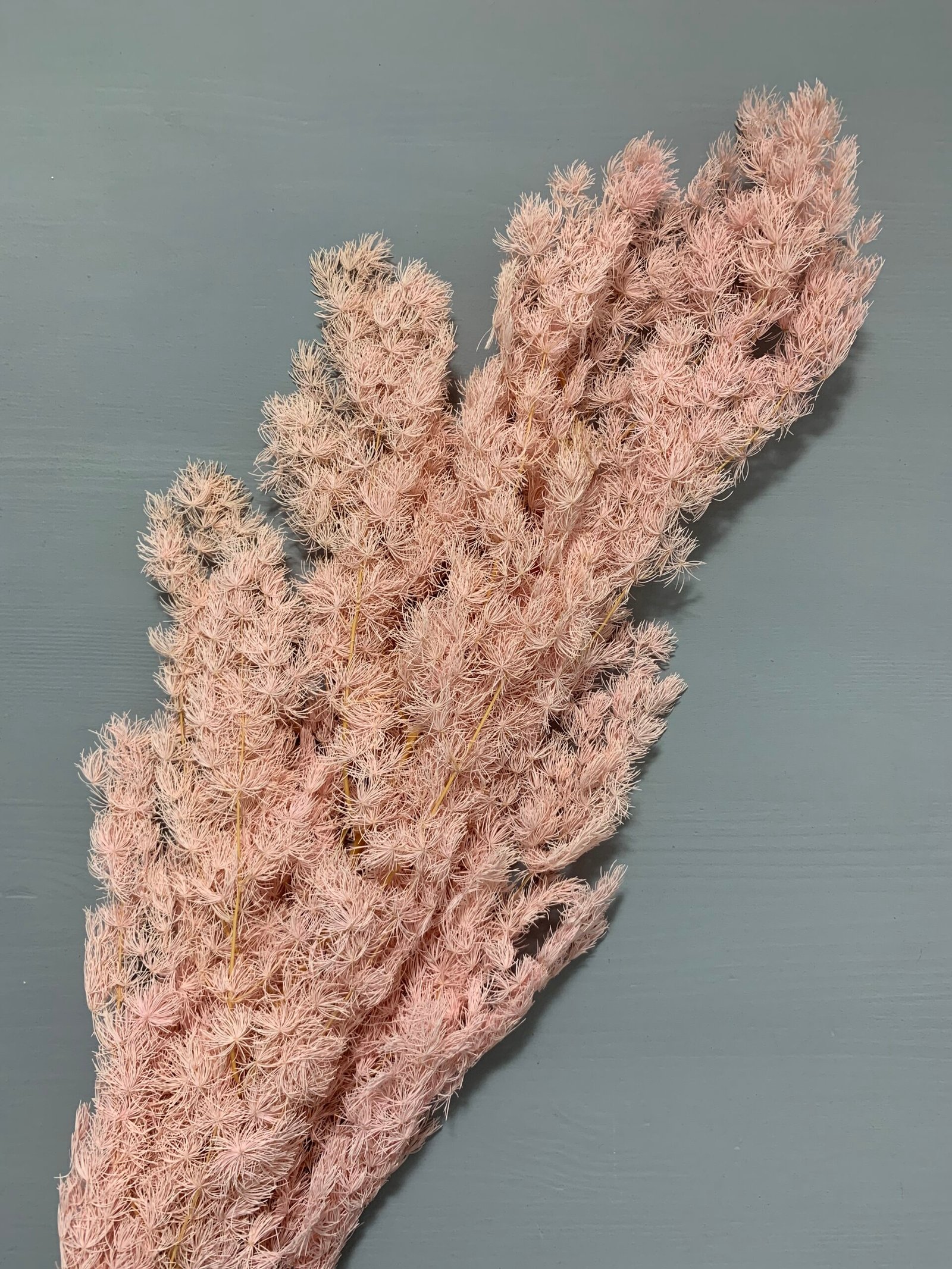 Аспарагус стабілізований світло рожевий ( 80 гр ) - Аспарагус стабілізований Аспарагус стабілізований світло рожевий ( 80 гр ) - Аспарагус стабілізований