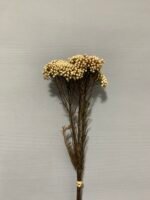 Озотамнус стабілізований натуральний (3 гілки) - Стабілізовані рослини та квіти