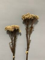 Озотамнус стабілізований натуральний (3 гілки) - Стабілізовані рослини та квіти