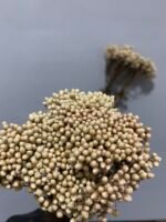 Озотамнус стабілізований натуральний (3 гілки) - Стабілізовані рослини та квіти