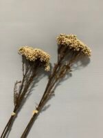 Озотамнус стабілізований натуральний (3 гілки) - Стабілізовані рослини та квіти