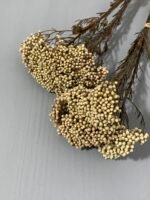 Озотамнус стабілізований натуральний (3 гілки) - Стабілізовані рослини та квіти