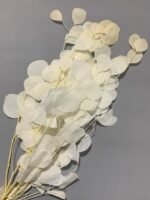 Евкаліпт популюс стабілізований вибілений з круглим листям ( 90 гр ) - Евкаліпт стабілізований