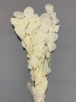 Евкаліпт популюс стабілізований вибілений з круглим листям ( 90 гр ) - Евкаліпт стабілізований