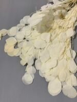 Евкаліпт популюс стабілізований вибілений з круглим листям ( 90 гр ) - Евкаліпт стабілізований