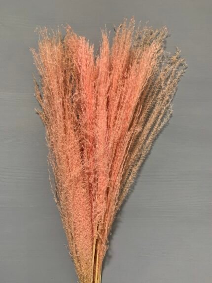 Міскантус рожевий(10 шт) - Міскантус