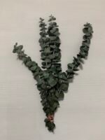 Евкаліпт стабілізований зелений baby blue 25-40 см - Евкаліпт стабілізований