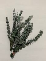 Евкаліпт стабілізований зелений baby blue 25-40 см - Евкаліпт стабілізований