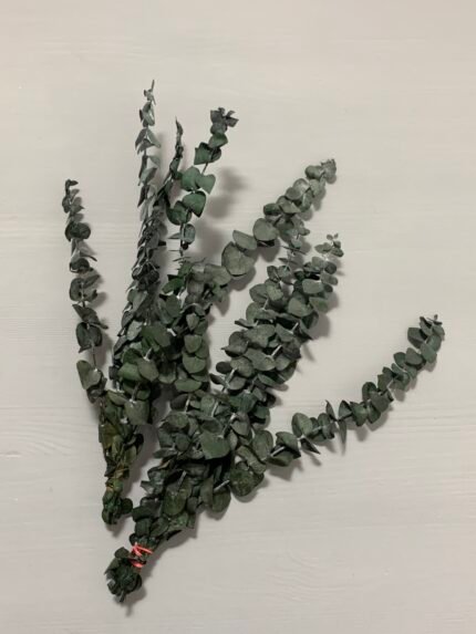 Евкаліпт стабілізований зелений baby blue 25-40 см - Евкаліпт стабілізований