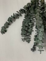 Евкаліпт стабілізований зелений baby blue 25-40 см - Евкаліпт стабілізований