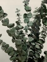 Евкаліпт стабілізований зелений baby blue 25-40 см - Евкаліпт стабілізований