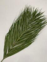 Пальмове листя Cane palm 5 шт - Пальмове листя