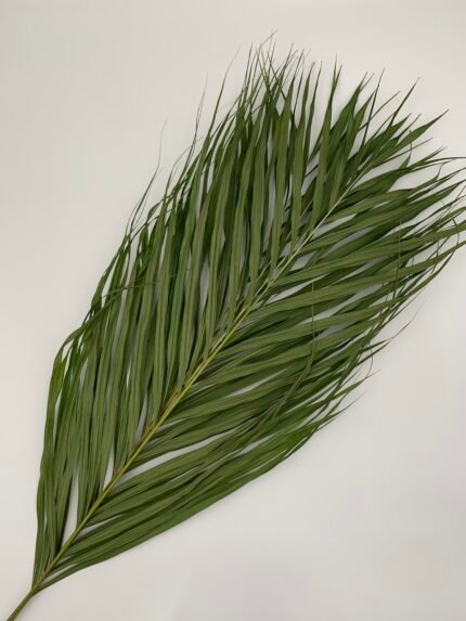 Пальмове листя Cane palm 5 шт - Пальмове листя