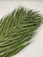 Пальмове листя Cane palm 5 шт - Пальмове листя