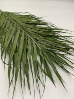 Пальмове листя Cane palm 5 шт - Пальмове листя