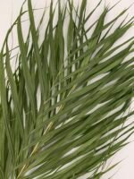 Пальмове листя Cane palm 5 шт - Пальмове листя