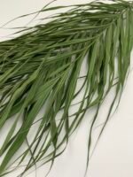 Пальмове листя Cane palm 5 шт - Пальмове листя