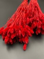 Фаляріс червоний 90 гр - Фаляріс