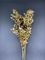 Рускус сухий золото 3 гілки - Рускус стабілізований