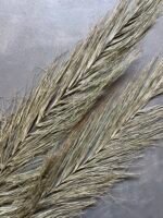 Листя фінікової пальми 10 шт - Пальмове листя