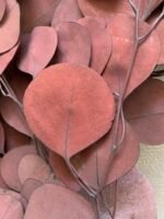 Евкаліпт Популюс стабілізований (бордо) - Евкаліпт стабілізований