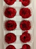 Роза Остін червона - Троянда стабілізована півоноїдна 4-5 см