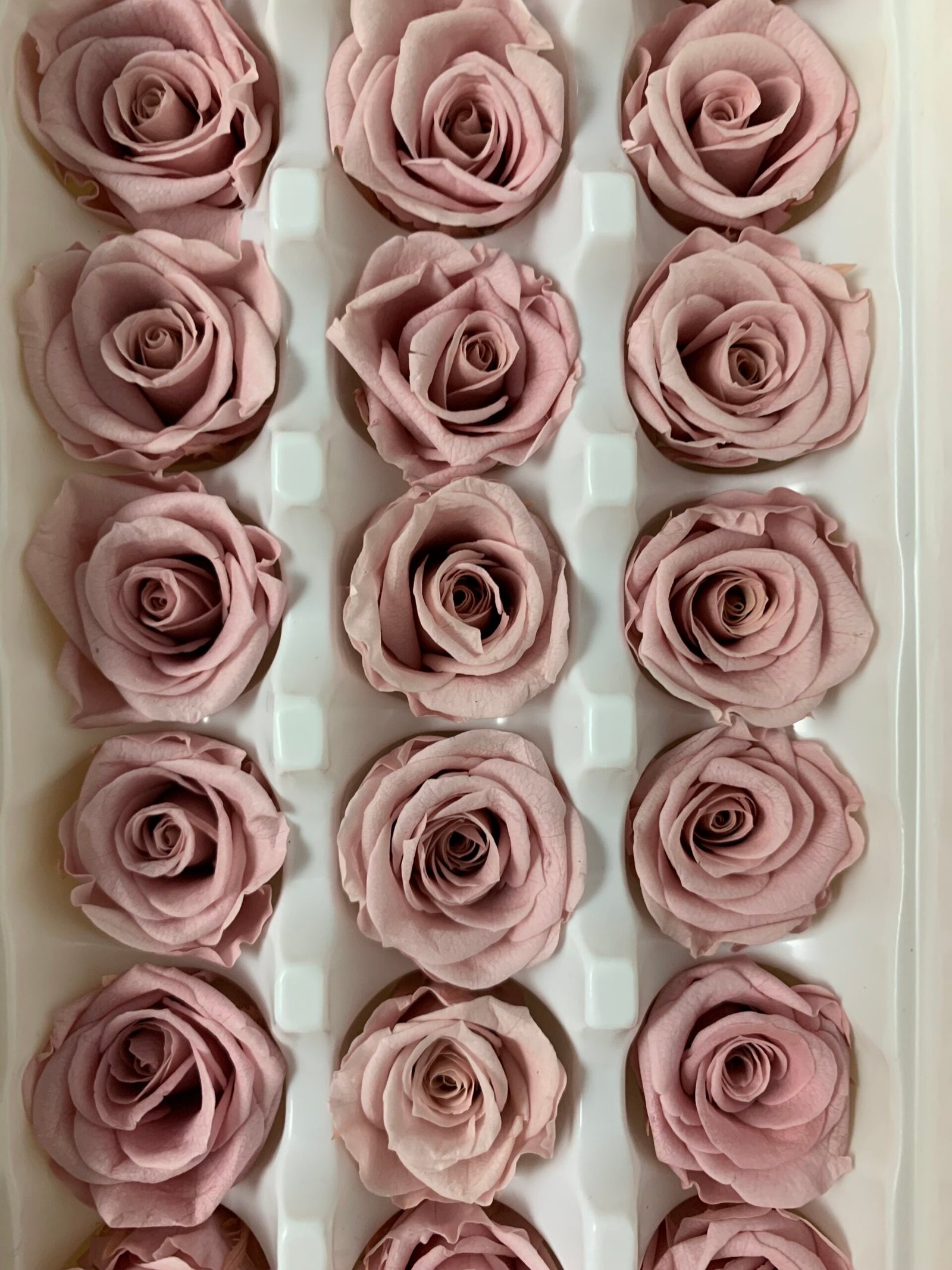 Роза міні рожева антична - Роза стабілізована міні 2-3 см Роза міні рожева антична - Роза стабілізована міні 2-3 см