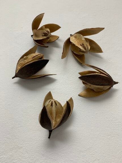 Лілія 5-7 см, ІІ сорт ( 5 шт ) - Інше