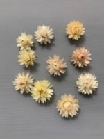 Геліхризум біло рожевий (100 шт.) - Геліхризум