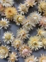 Геліхризум біло рожевий (100 шт.) - Геліхризум