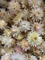 Геліхризум біло рожевий (100 шт.) - Геліхризум