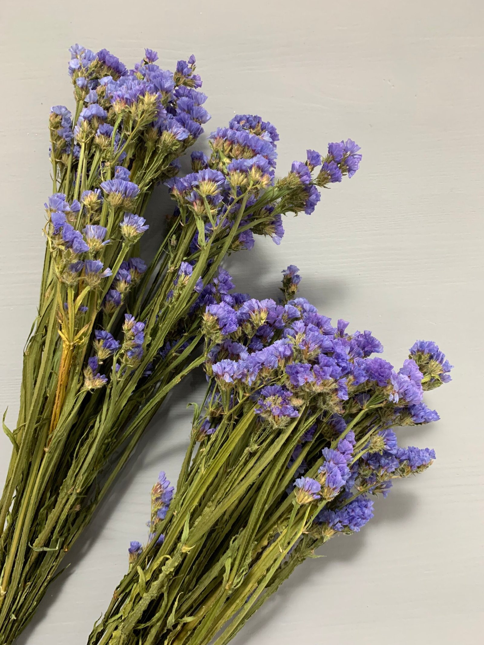 Статиця блакитна сухоцвіт 10 шт - Статиця Статиця блакитна сухоцвіт 10 шт - Статиця