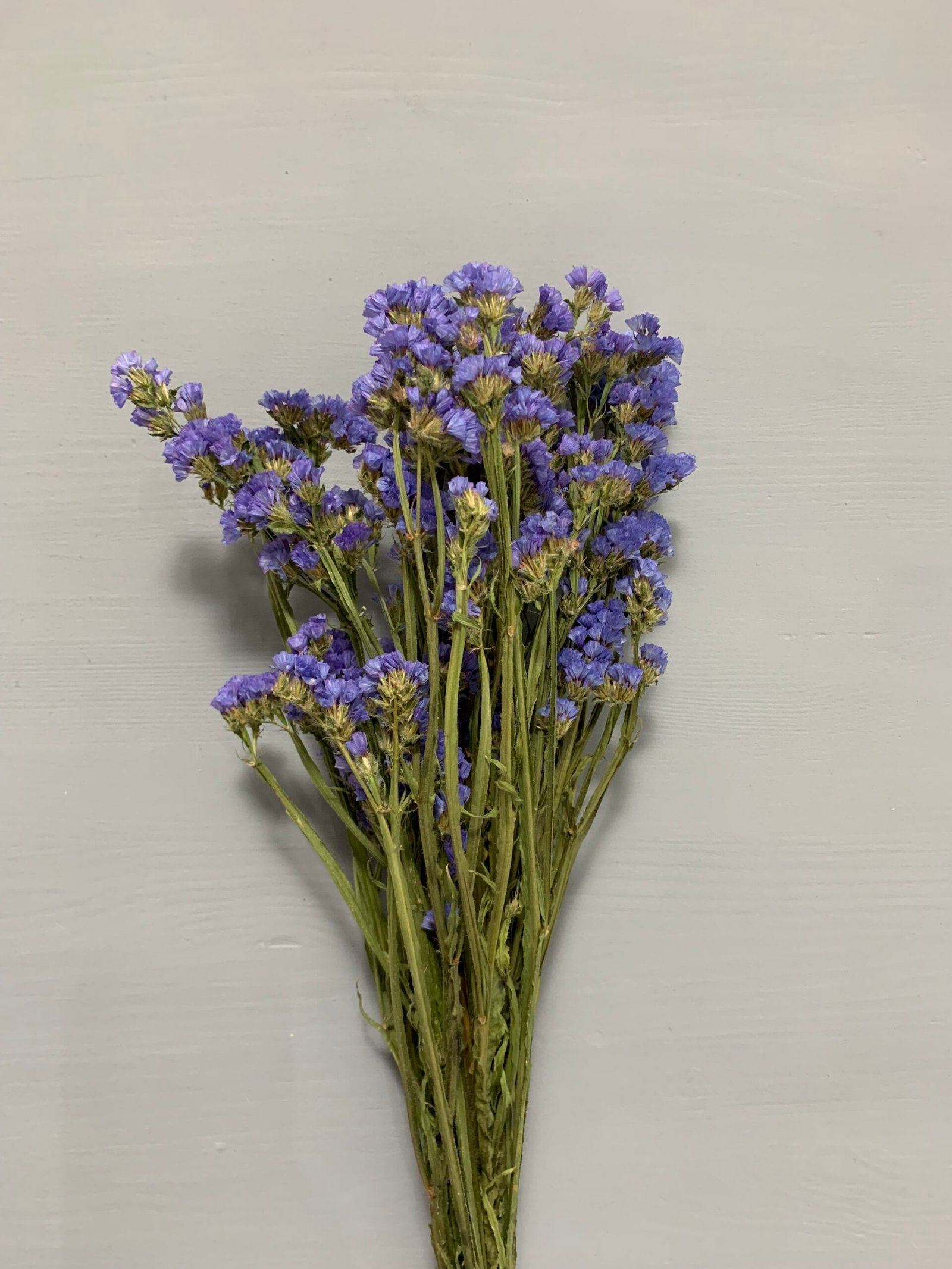 Статиця блакитна сухоцвіт 10 шт - Статиця Статиця блакитна сухоцвіт 10 шт - Статиця