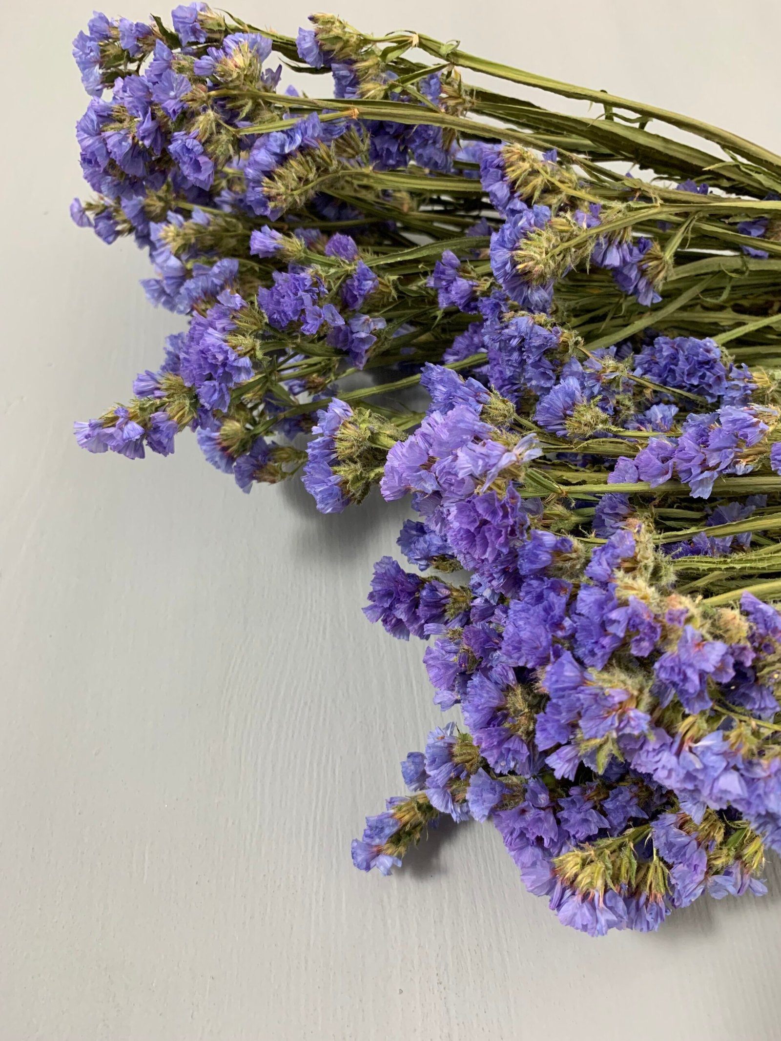 Статиця блакитна сухоцвіт 10 шт - Статиця Статиця блакитна сухоцвіт 10 шт - Статиця