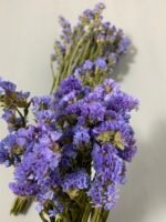 Статиця блакитна сухоцвіт 10 шт - Статиця