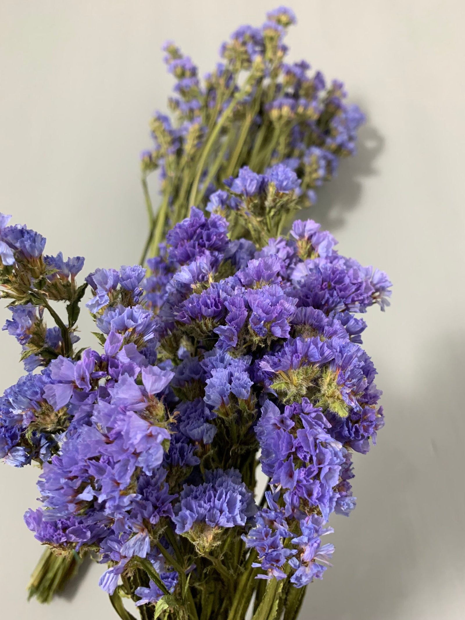 Статиця блакитна сухоцвіт 10 шт - Статиця Статиця блакитна сухоцвіт 10 шт - Статиця