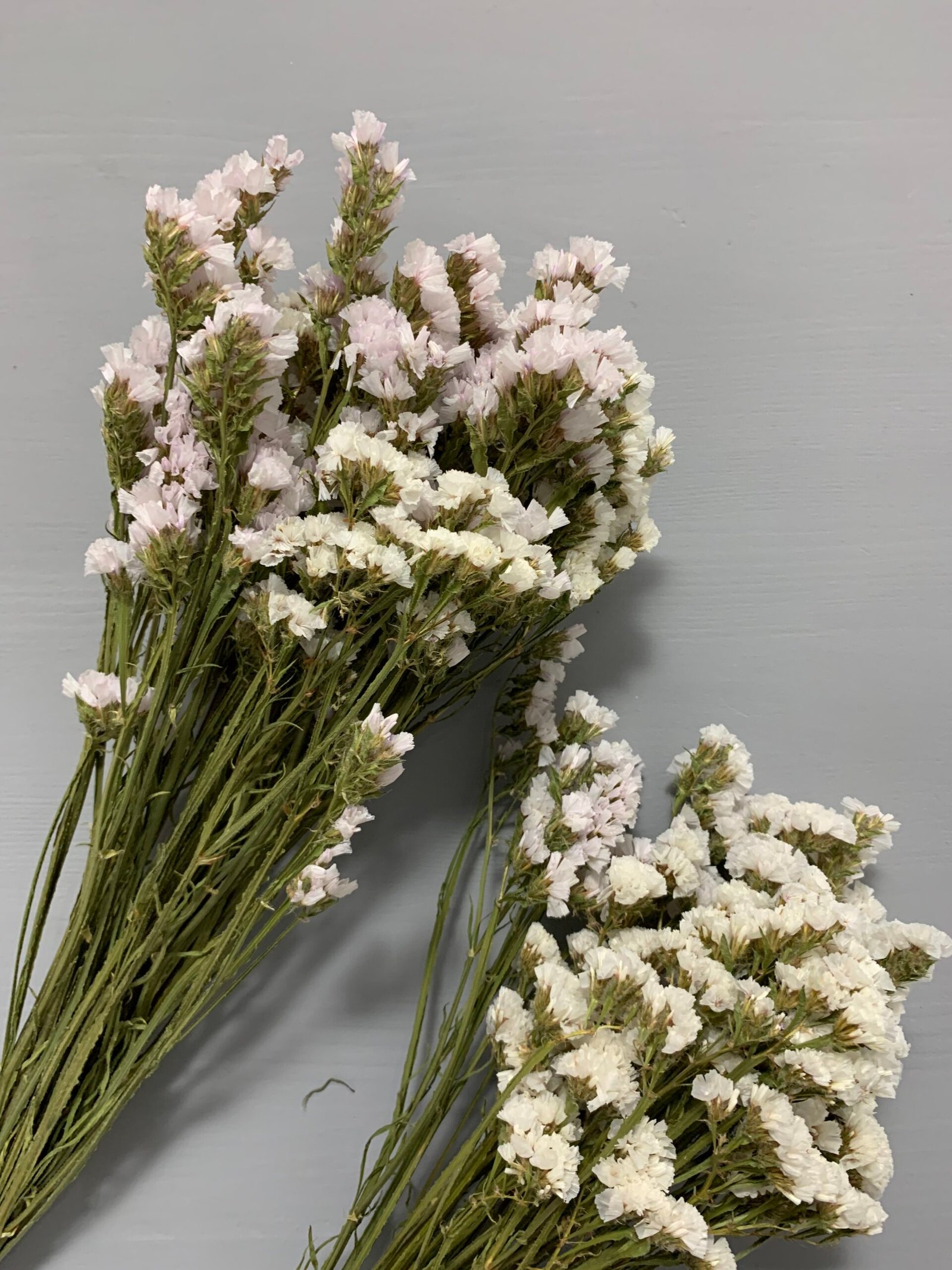 Статиця біла сухоцвіт ( 10 шт ) - Статиця Статиця біла сухоцвіт ( 10 шт ) - Статиця