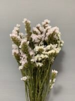 Статиця біла сухоцвіт ( 10 шт ) - Статиця